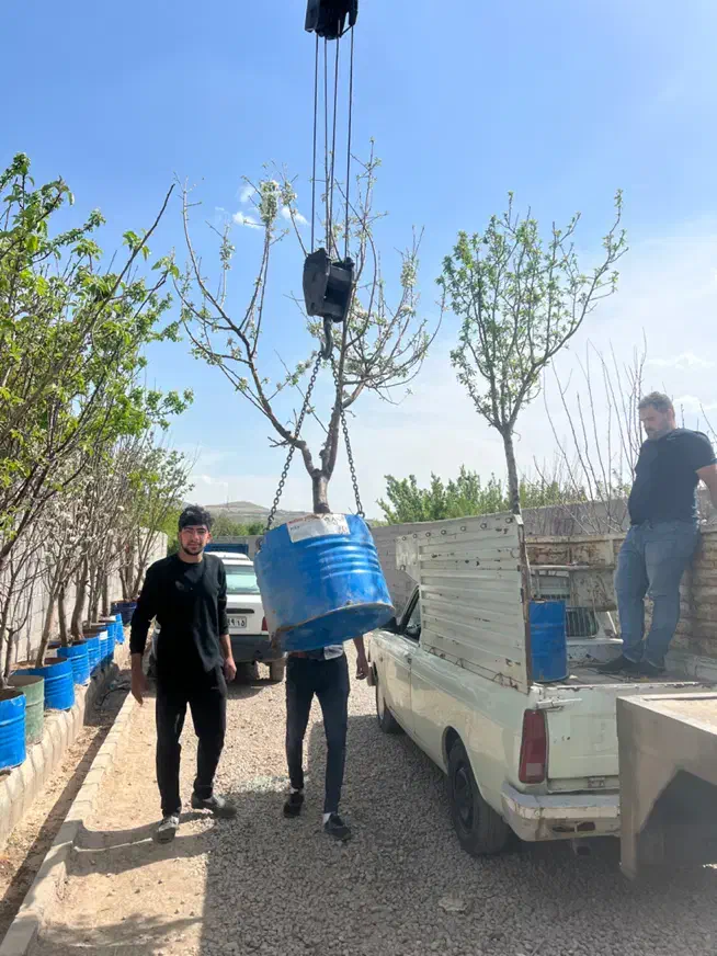 نهال سایز بزرگ مختص شهرداری و ویلا|گل و گیاه طبیعی|تبریز, |دیوار