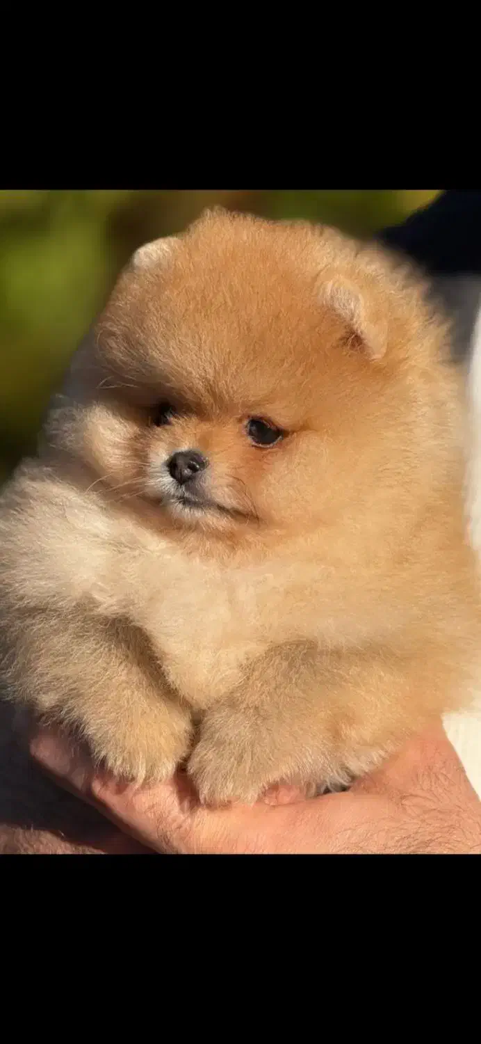 سگ پامر|سگ|تهران, سعادت‌آباد|دیوار