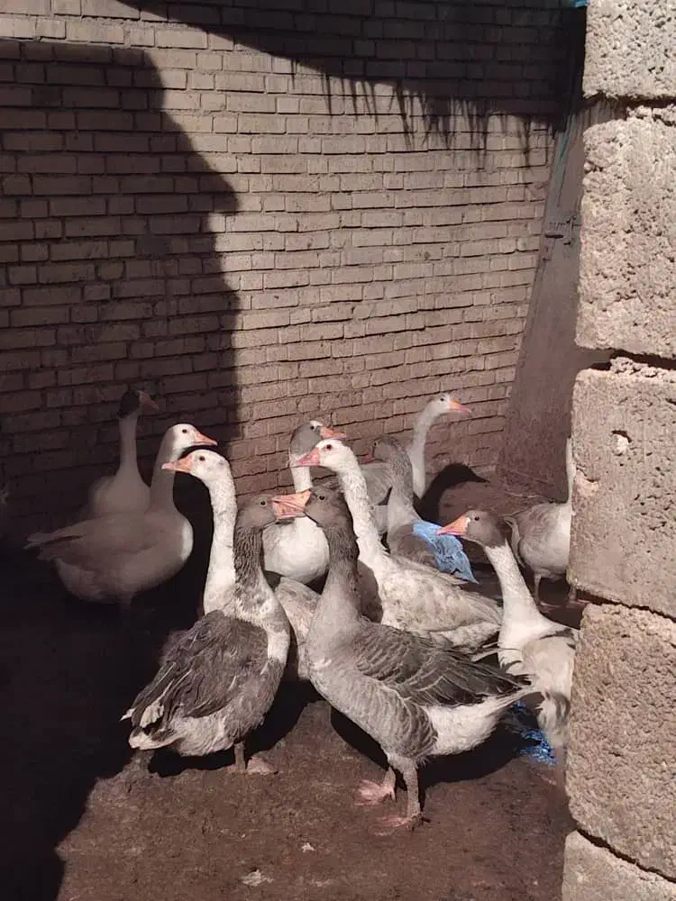 فروش غاز چاق و گوشتی|حیوانات مزرعه|هندیجان, |دیوار