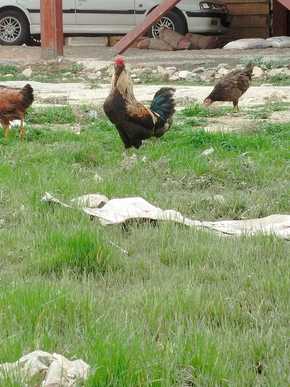 خروس دورگه|حیوانات مزرعه|سرپل ذهاب, |دیوار