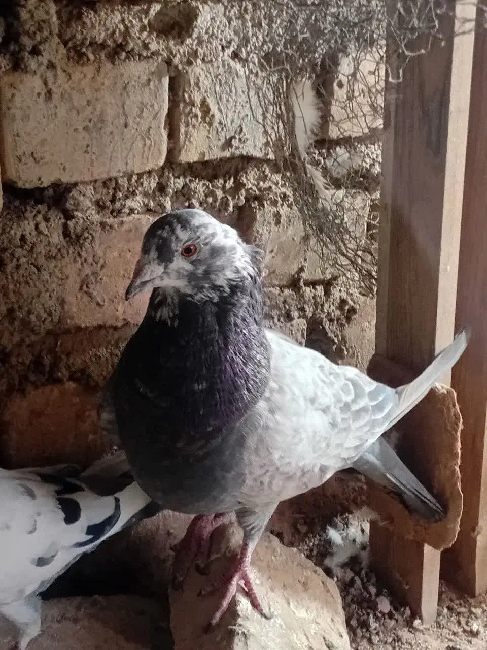 کبوتر|پرنده|یزد, |دیوار