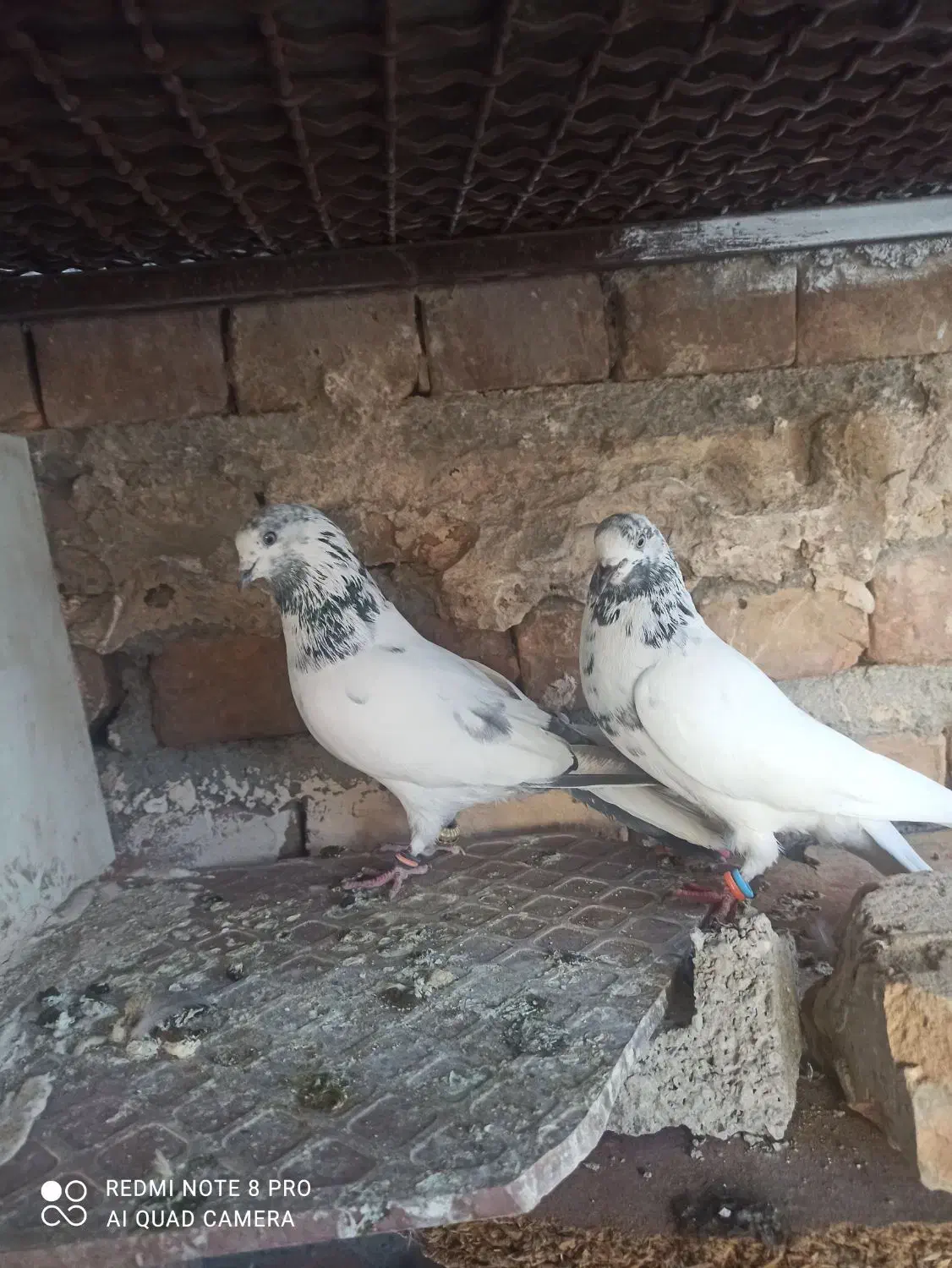 یه جفت نروماده خال سبز|پرنده|ایرانشهر, |دیوار