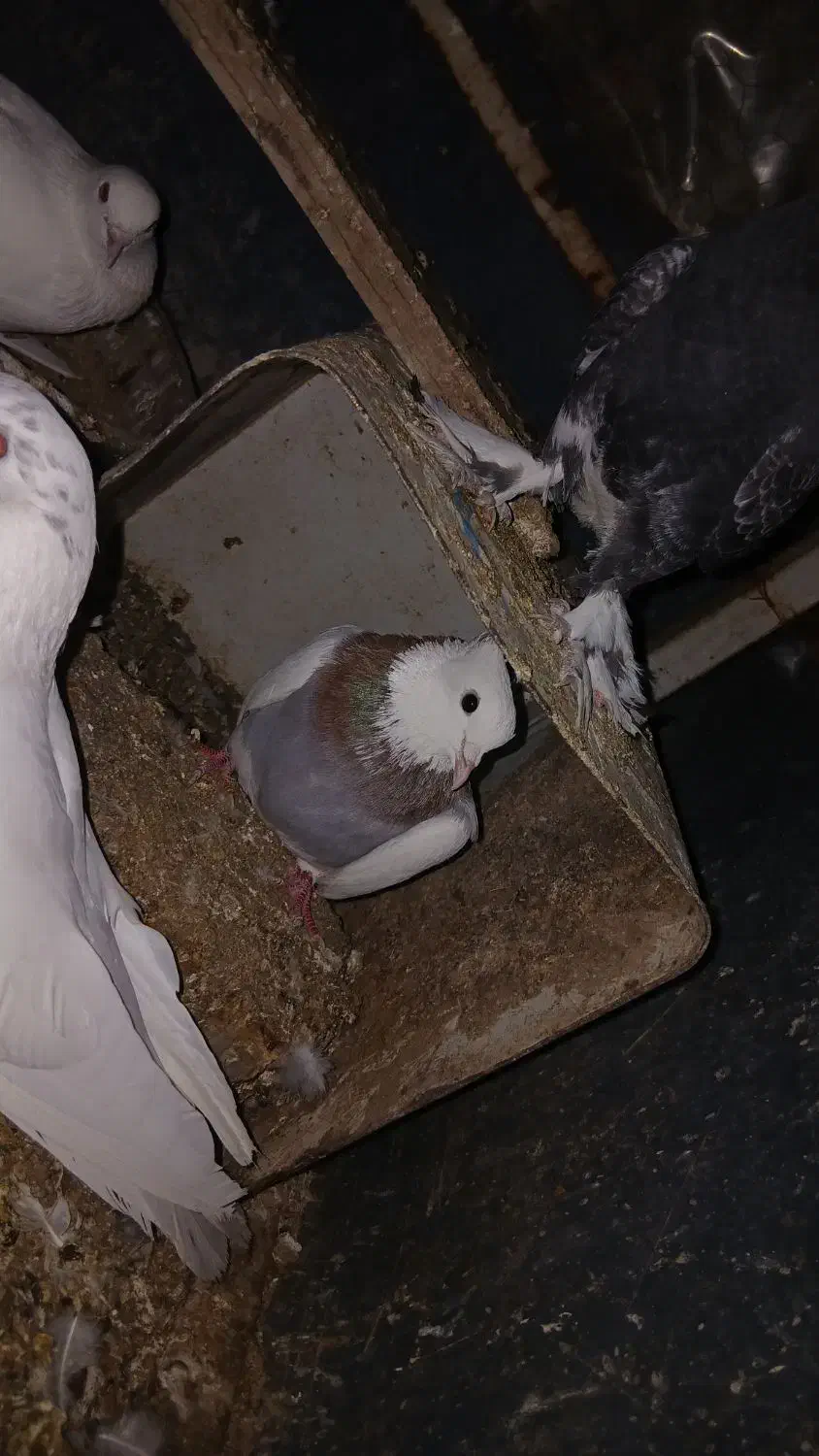 طوقی|پرنده|یزد, |دیوار