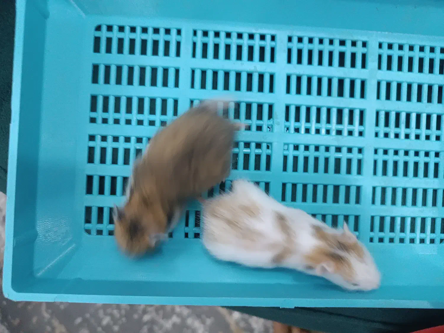 همستر|موش و خرگوش|اصفهان, بهارستان|دیوار