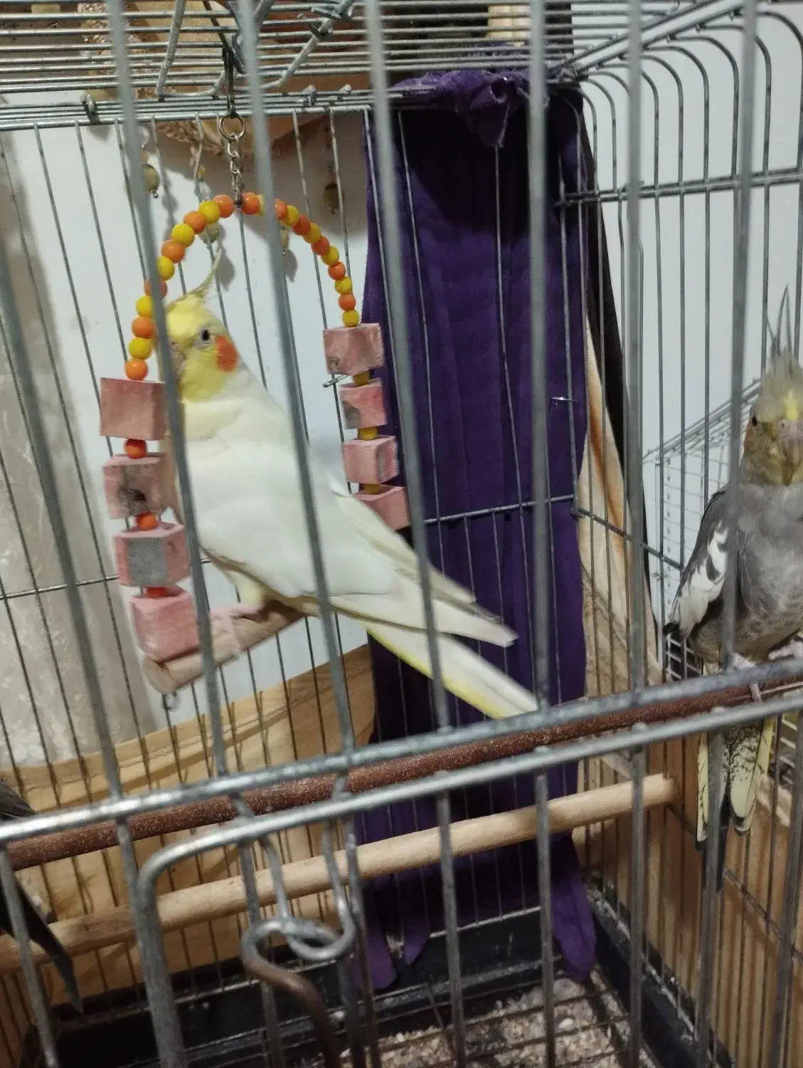 عروس هلندی،فروش یا معاوضه|پرنده|صومعهسرا, |دیوار