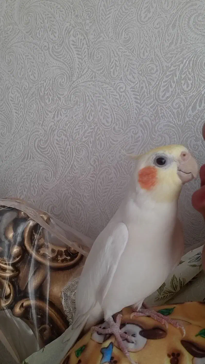 عروس هلندی پیداشده|حیوانات|کرج, گلشهر|دیوار