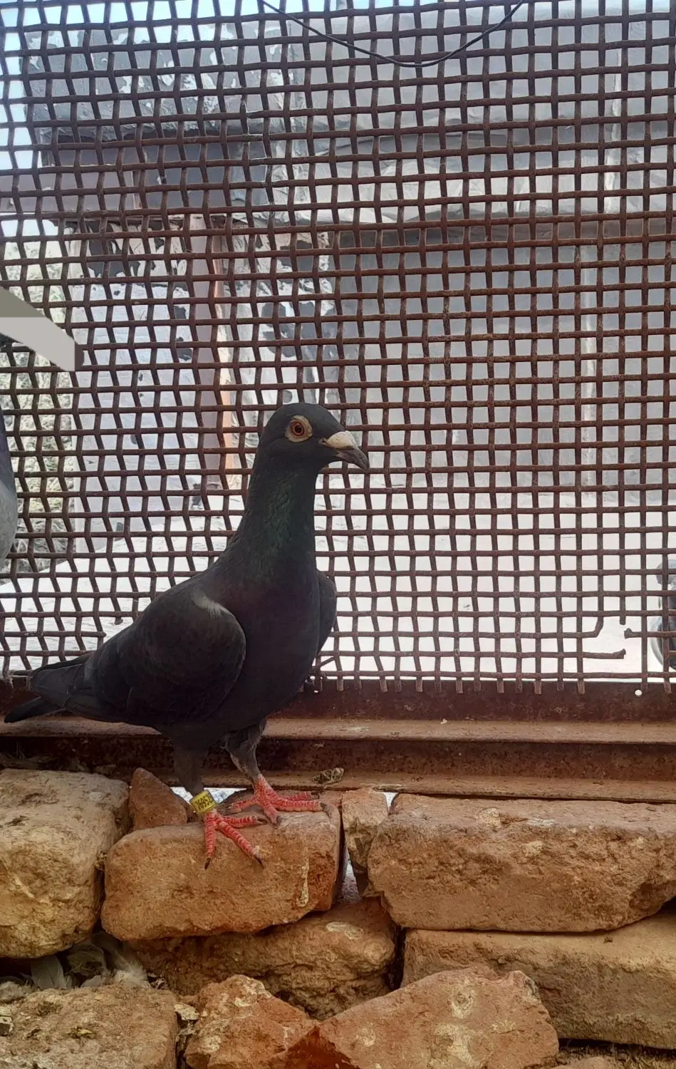 کبوتر|پرنده|منجیل, |دیوار