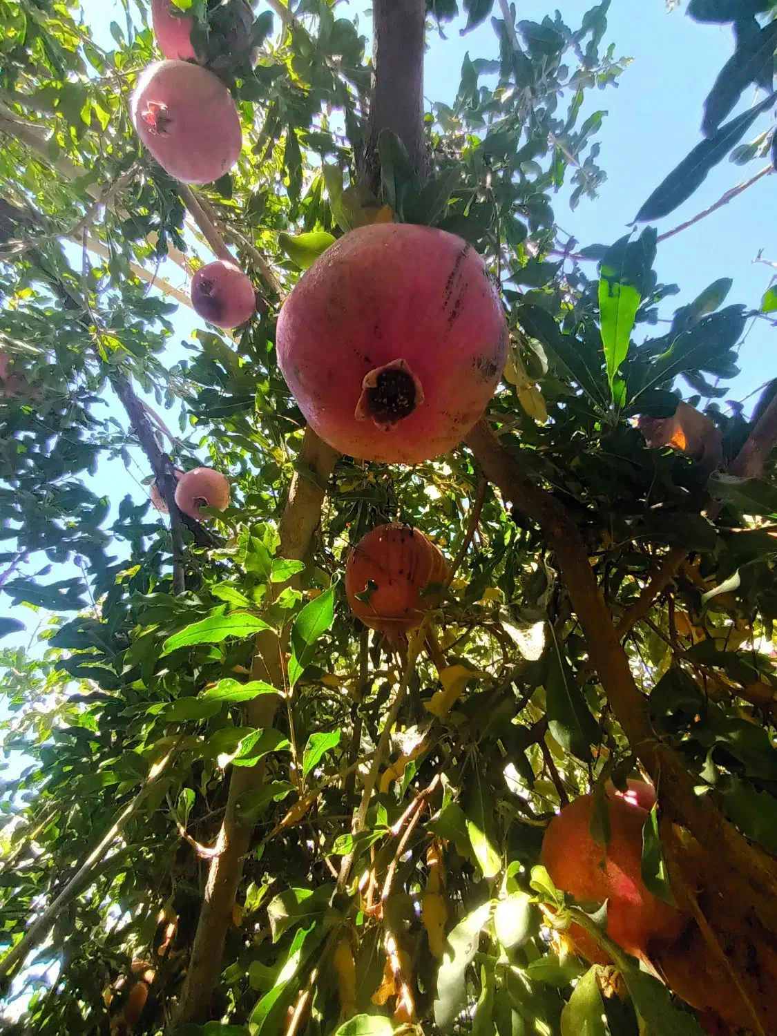 انار دونه مشکی|خوردنی و آشامیدنی|گلباف, |دیوار