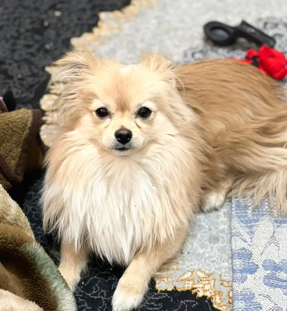 حیوان خانگی|سگ|کرج, شهرک سهرابیه|دیوار