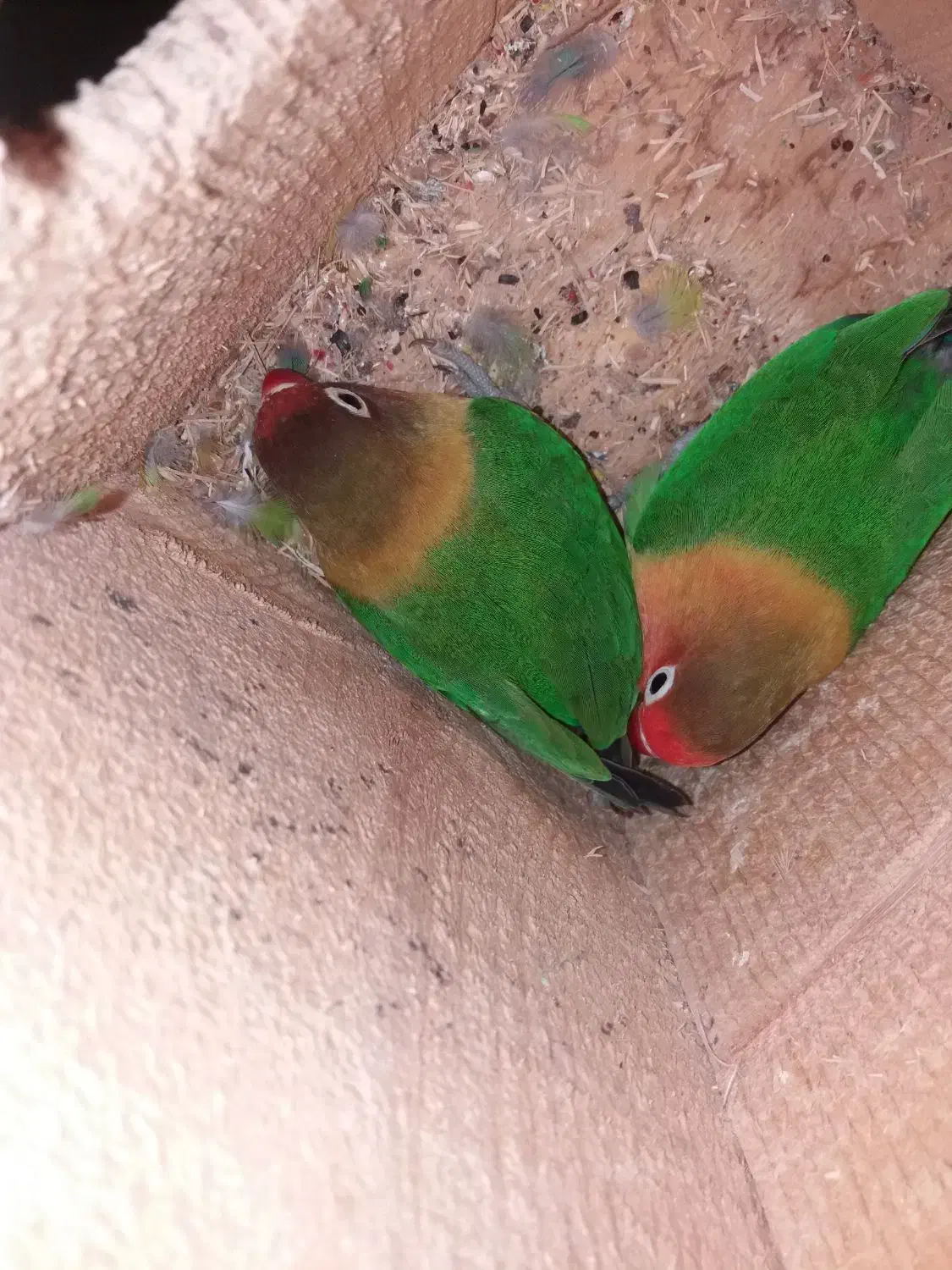 طوطی برزیلی|پرنده|لاهیجان, آهندان|دیوار