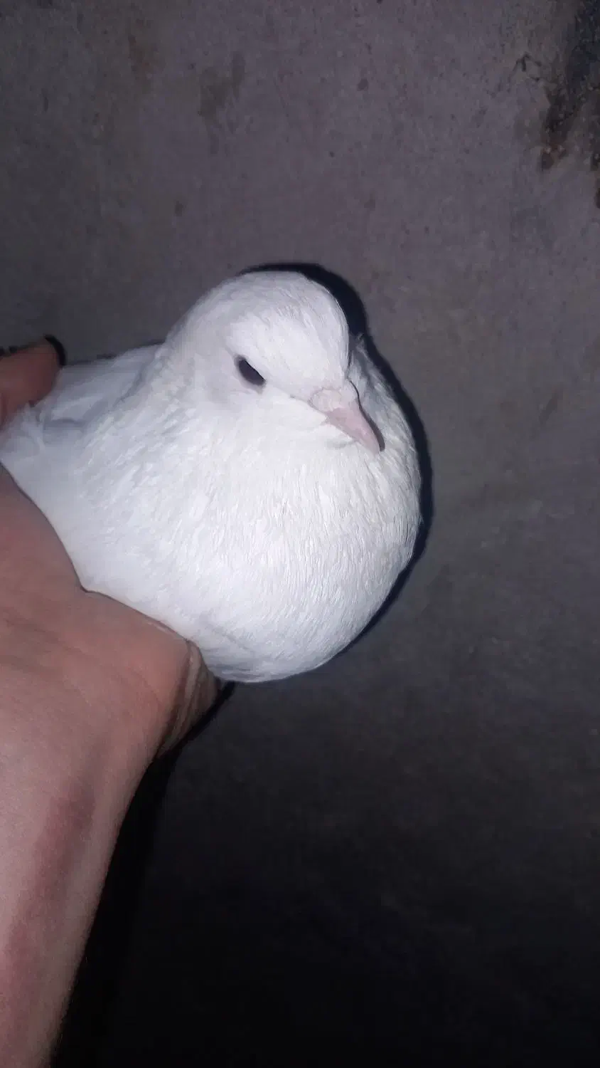 دونه ای ۴۰۰|پرنده|مسجد سلیمان, |دیوار