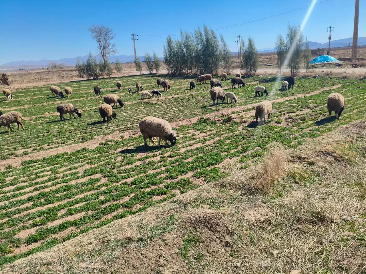 فروش دام|حیوانات مزرعه|بختگان, |دیوار