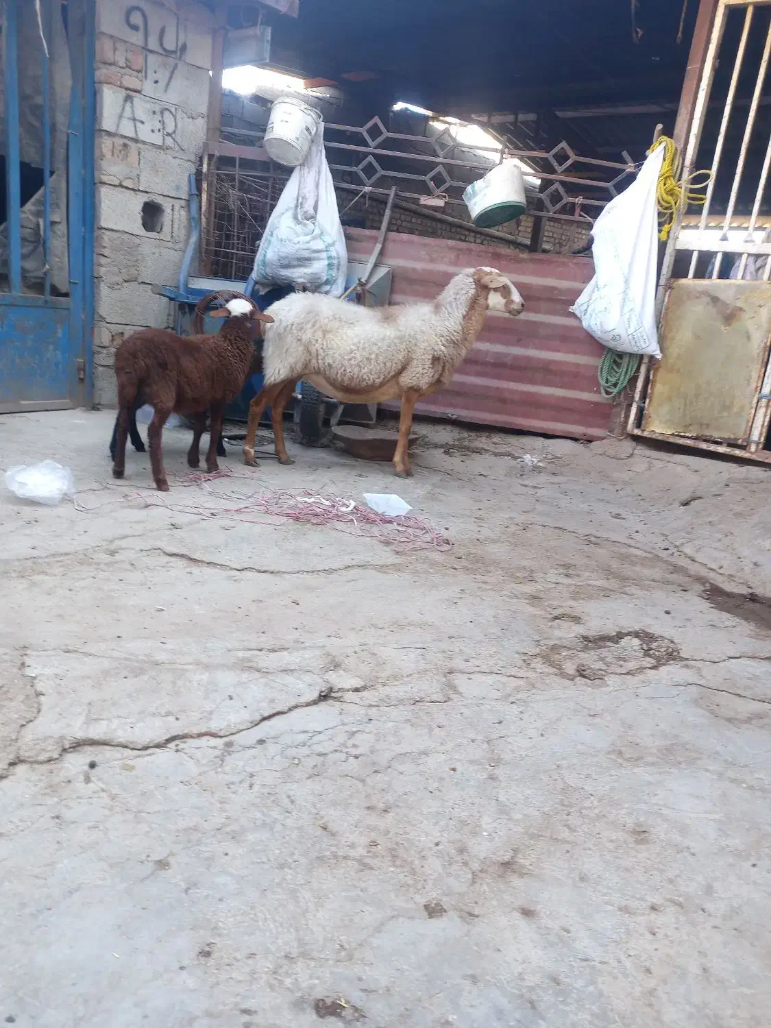 گوسفند رومانونف دوقلو|حیوانات مزرعه|گنبد کاووس, |دیوار