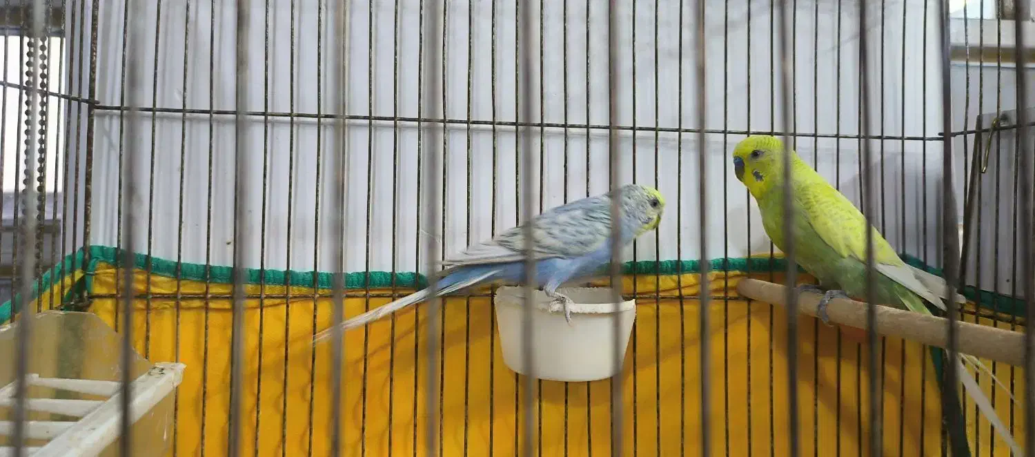 مرغ عشق رنگین کمانی|پرنده|اردکان, |دیوار