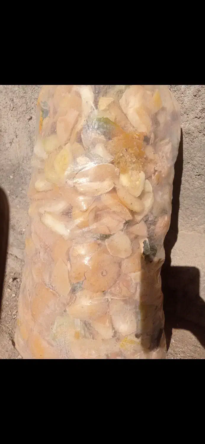 لوازم جانبی حیوانات|لوازم جانبی حیوانات|میلاجرد, |دیوار