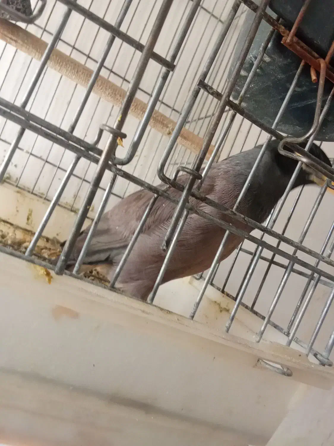 مرغ مینا|پرنده|مرودشت, فرهنگ|دیوار