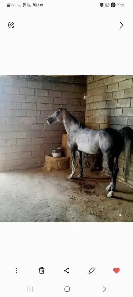 اسب|اسب و تجهیزات اسب‌سواری|خمین, |دیوار