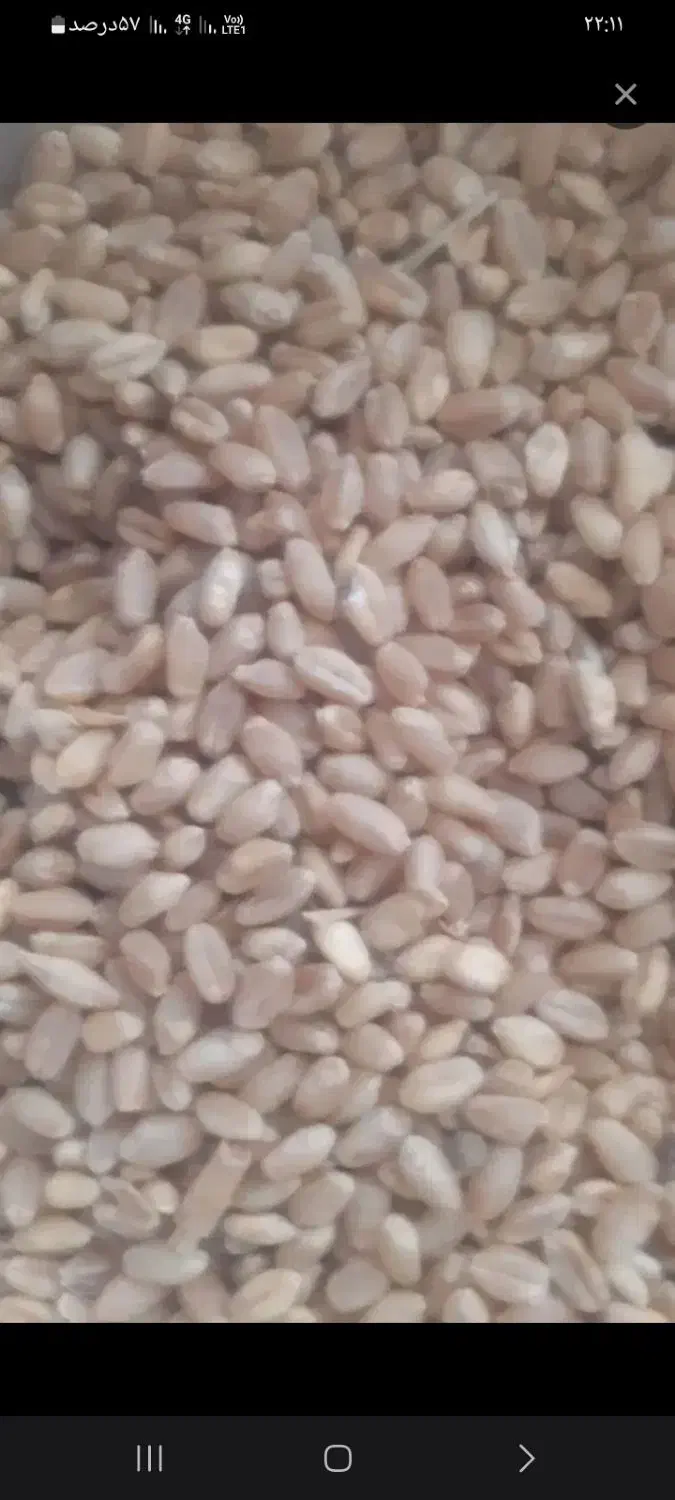 گندم کلفت|عمده‌فروشی|سیلاخور, |دیوار