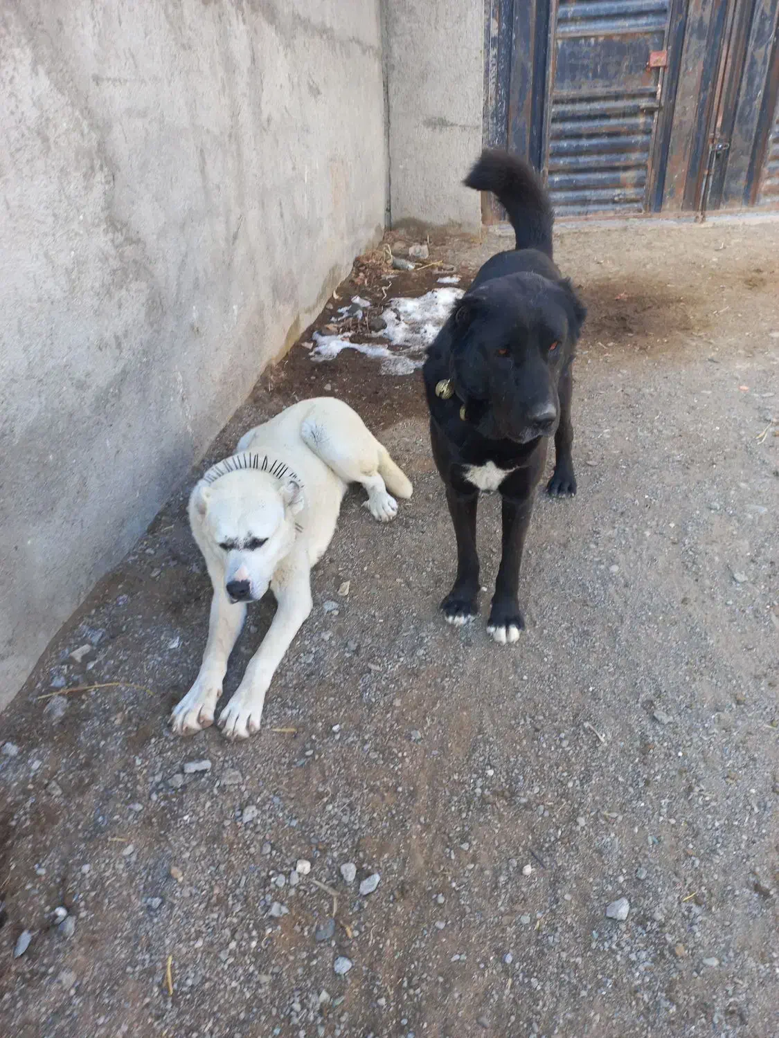 گمشده|حیوانات|مشهد, میان ولایت|دیوار