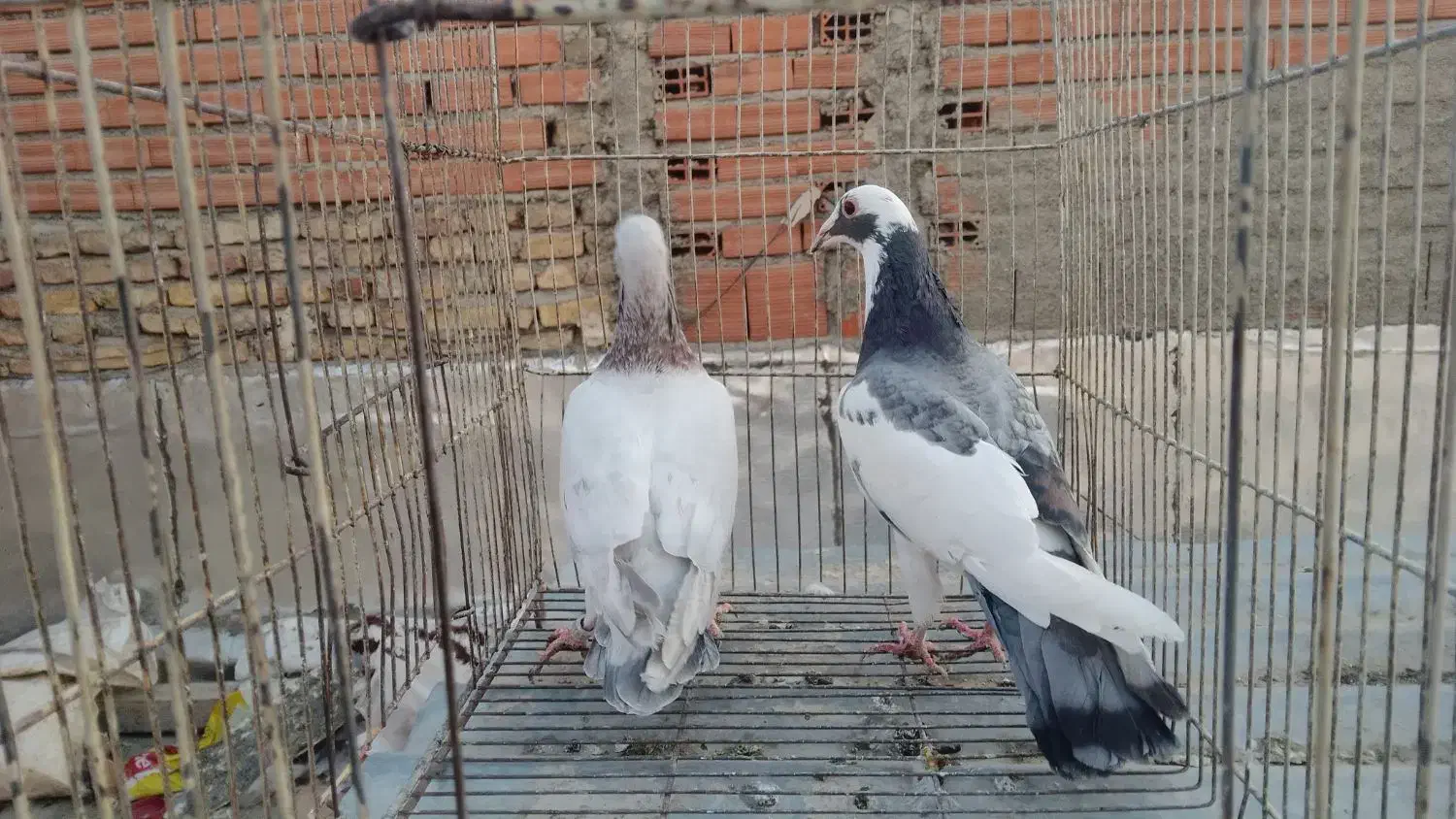 کبوتر ۱۰تاشهرستانی یهودی پلنگ ۸تا تزئینی ۴چادری|پرنده|بومهن, |دیوار