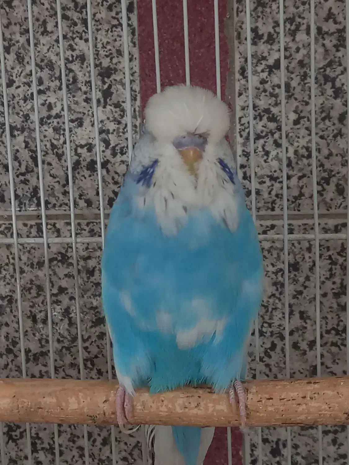 مرغ عشق انگلیسی گرید A|پرنده|اسلامشهر, باغ فیض|دیوار