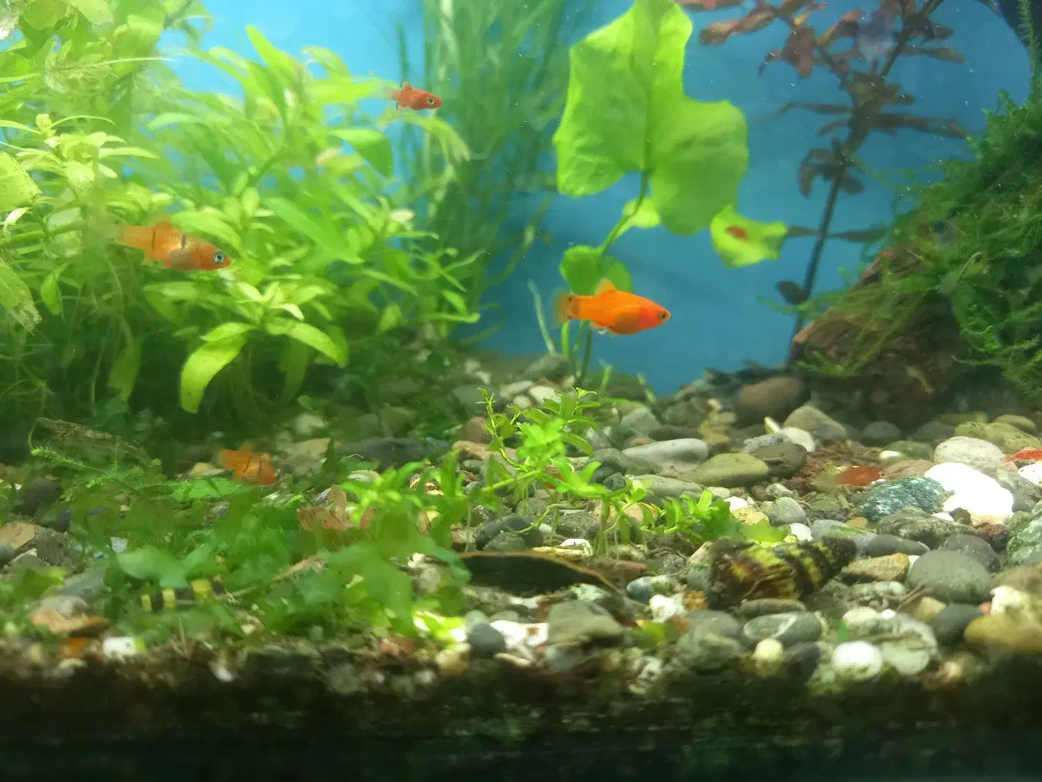 آکواریوم پلنت|ماهی|سنندج, |دیوار