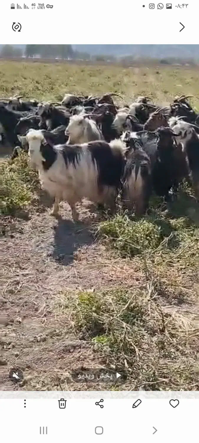 بز داشتی ابستن وکهره|حیوانات مزرعه|سیدان, |دیوار