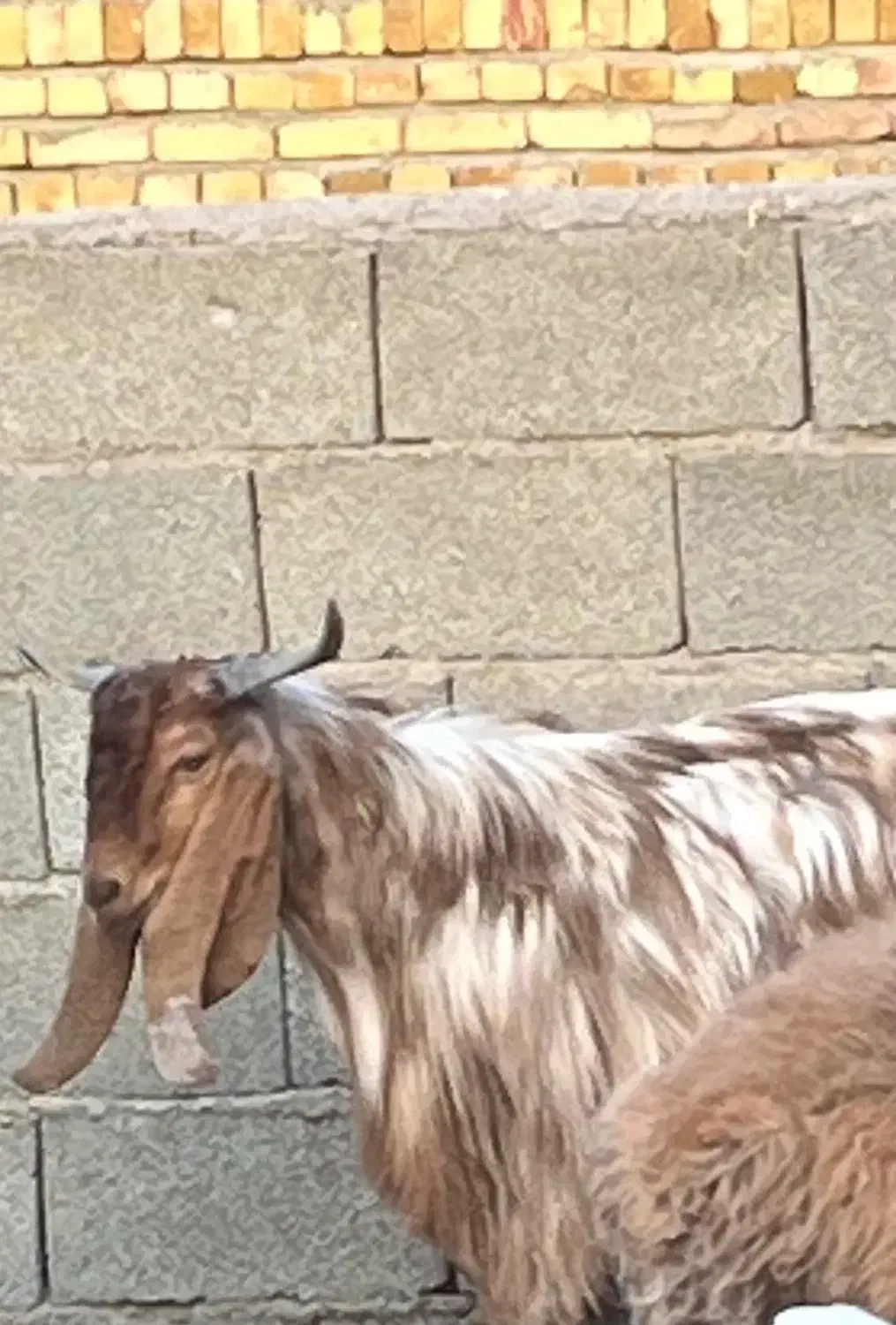 بز نر پاکستانی|حیوانات مزرعه|بشاریات, |دیوار