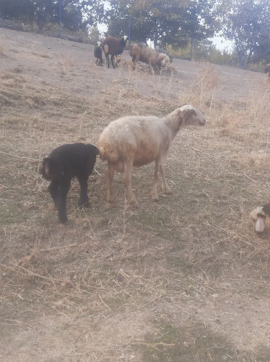 میش بره|حیوانات مزرعه|پاپی, |دیوار