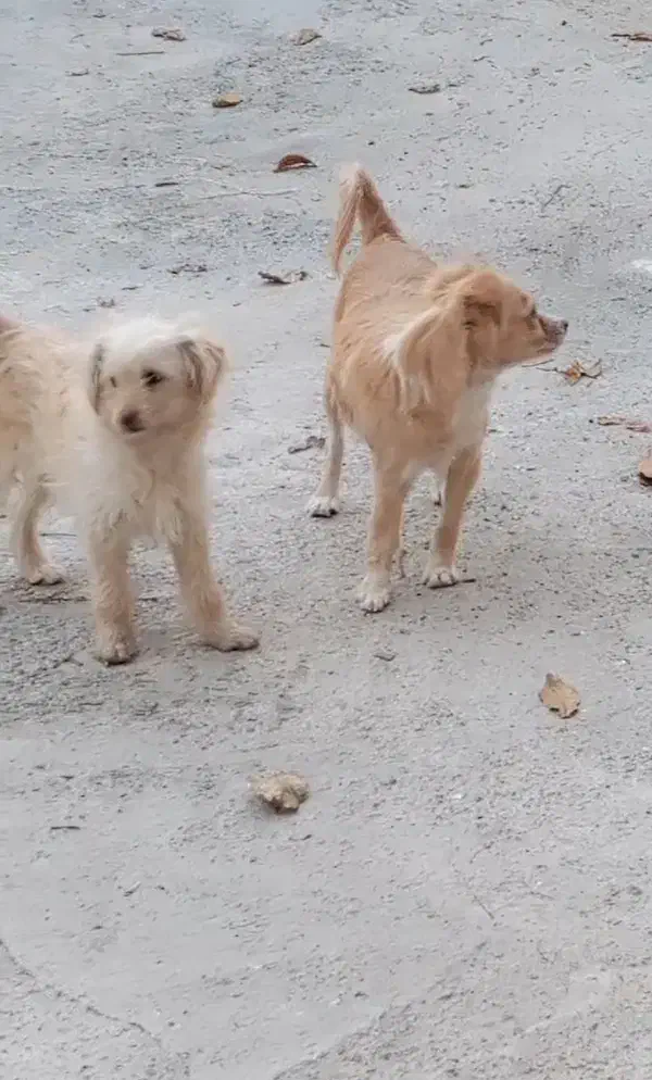 دو عدد سگ|سگ|فارسان, |دیوار