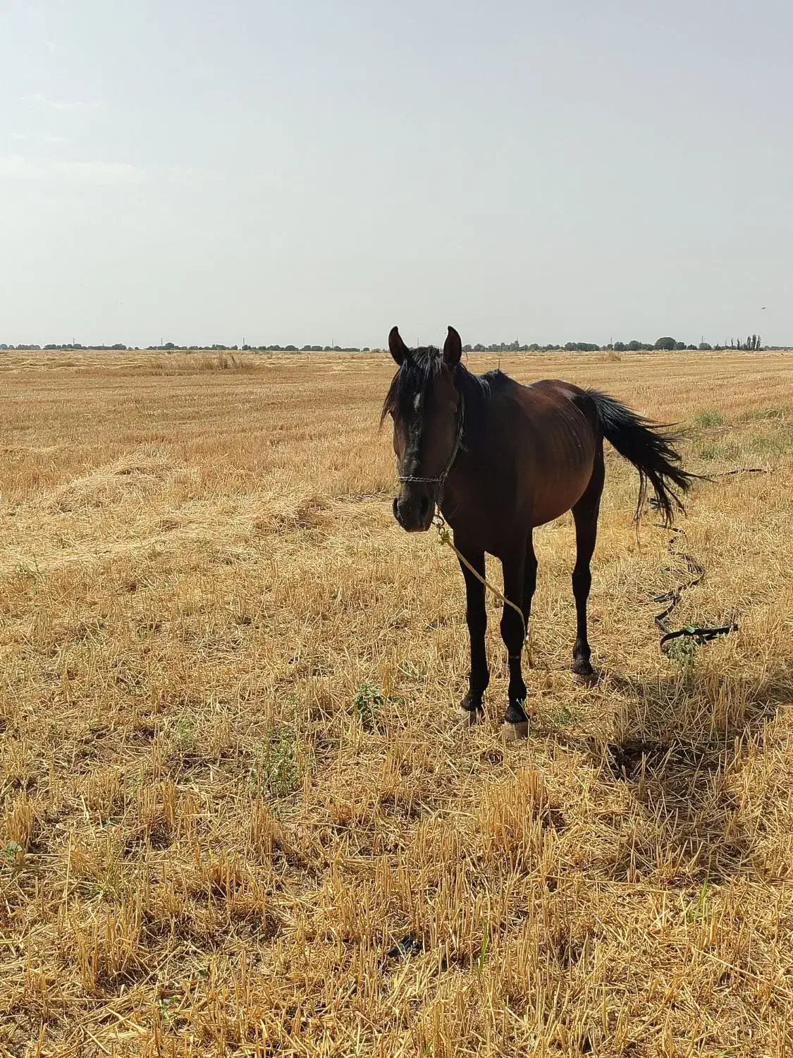 خرید و فروش اسب و مادیان|اسب و تجهیزات اسب‌سواری|قزوین, |دیوار