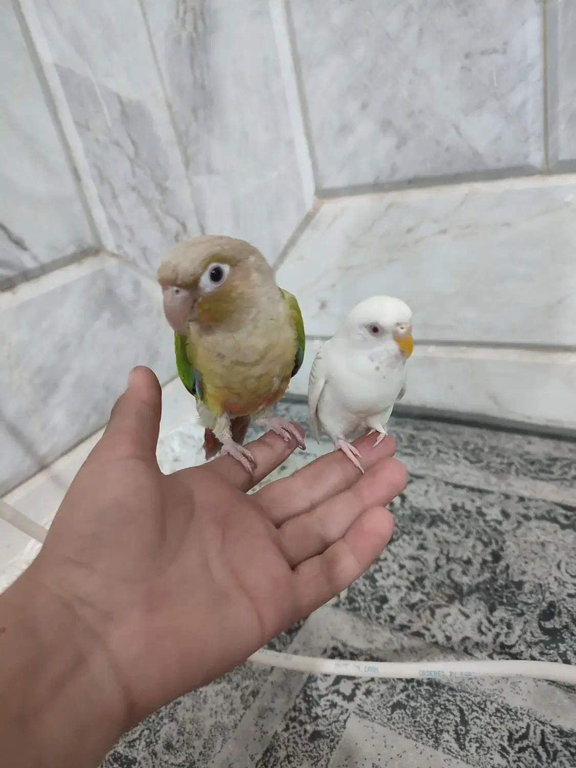 طوطی گرینچیک  دستی و مرغ عشق  دستی|پرنده|خواف, |دیوار