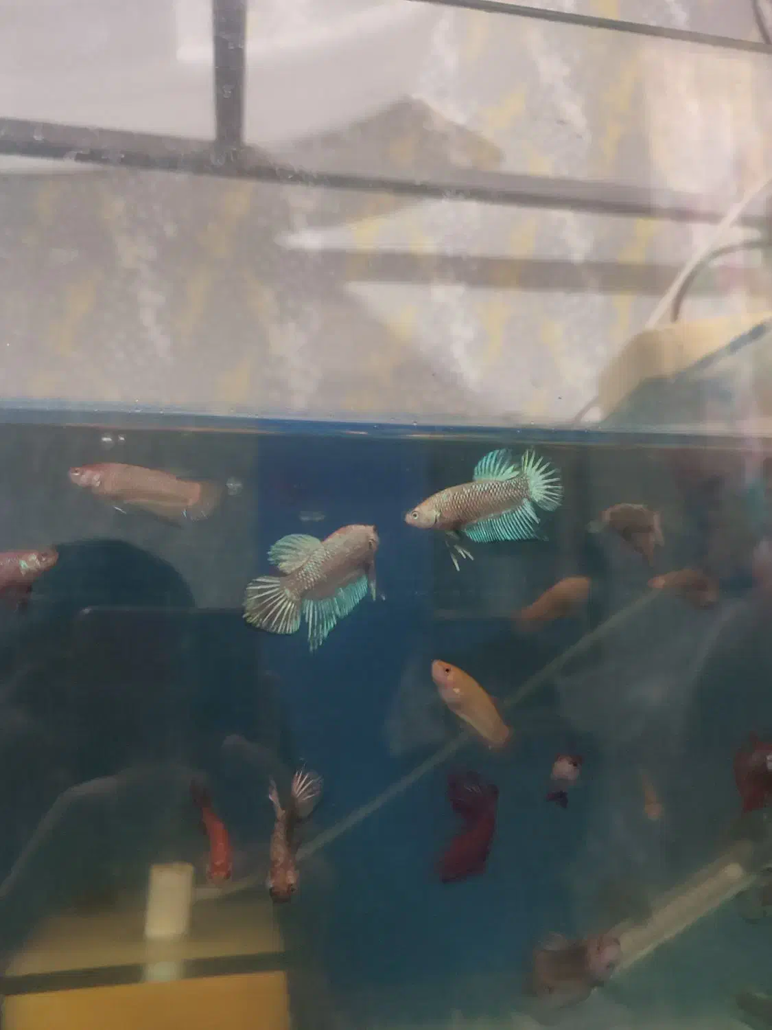 فایتر بتا|ماهی|تهران, الهیه|دیوار