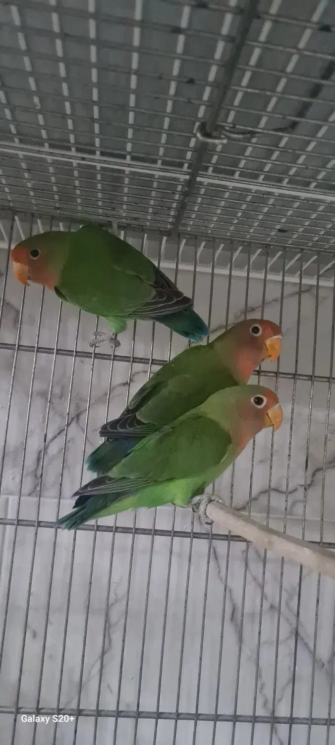 طوطی برزیلی مولد قیمت مناسب|پرنده|سرپل ذهاب, |دیوار