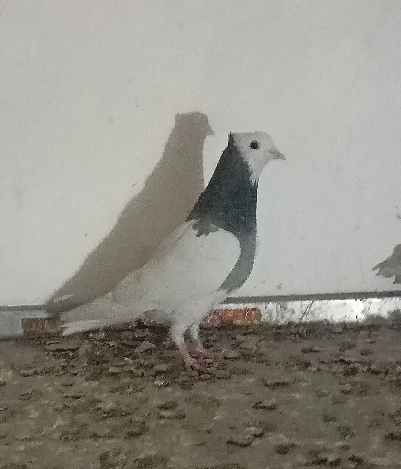 آلمانی سبز|پرنده|نیشابور, بلوار گلها|دیوار