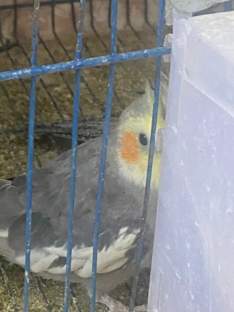 دوعدد عروس نر|پرنده|قم, شاه ابراهیم|دیوار