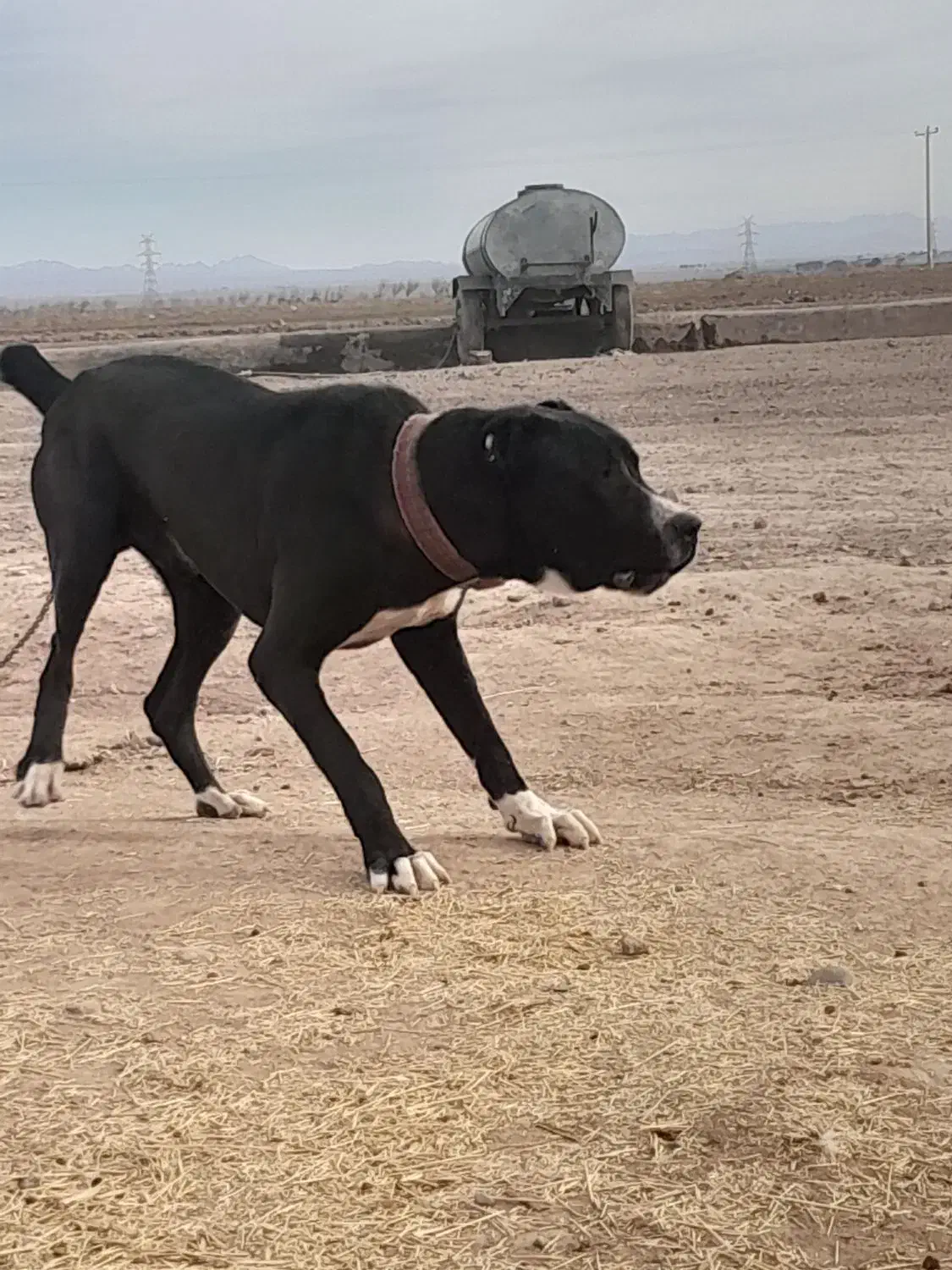 سگ اصیل|کفش و لباس بچه|خواف, |دیوار