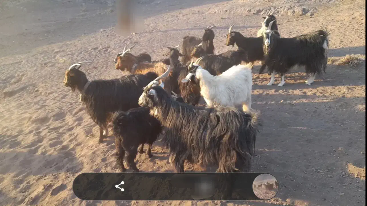 بز و بزغاله|حیوانات مزرعه|قنوات, |دیوار