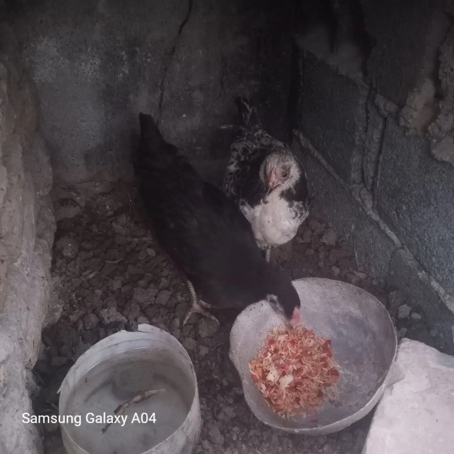 جوجه محلی بزرگ|حیوانات مزرعه|گرگان, |دیوار