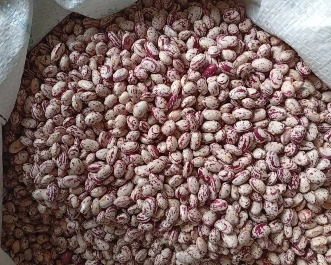 لوبیا چیتی|خوردنی و آشامیدنی|آباده, |دیوار