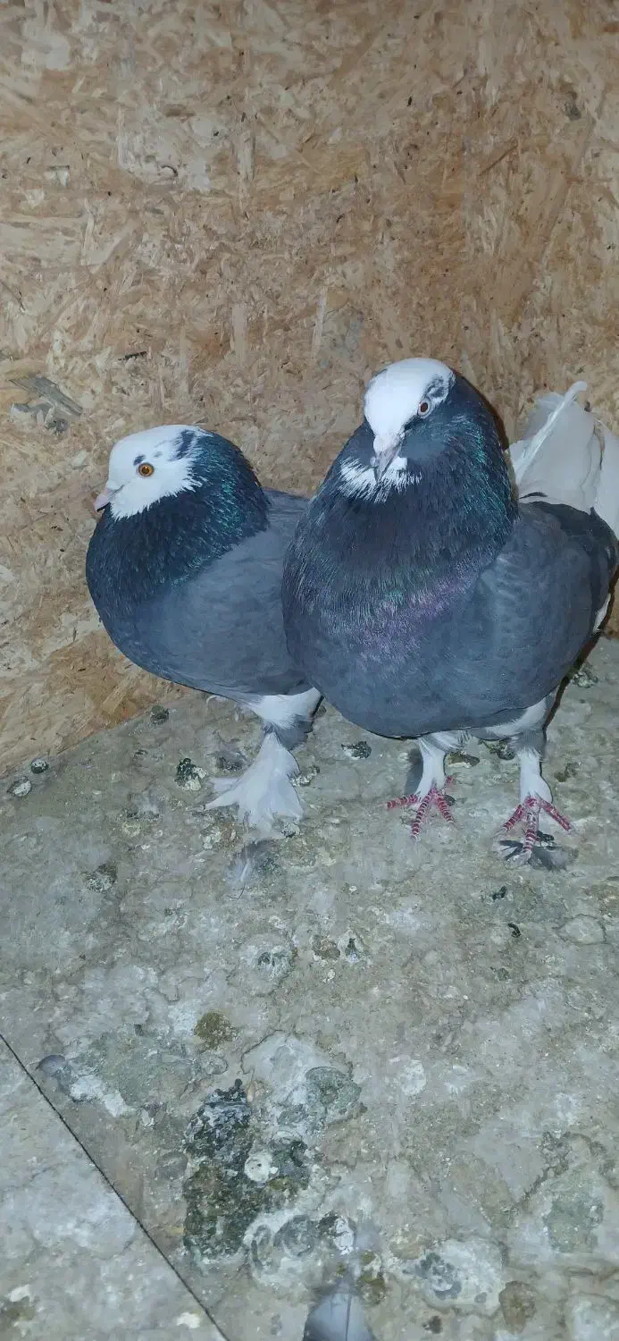 کفتر کبوتر شازده|پرنده|پردیس, شهرک صنعتی خرمدشت فاز ۷|دیوار