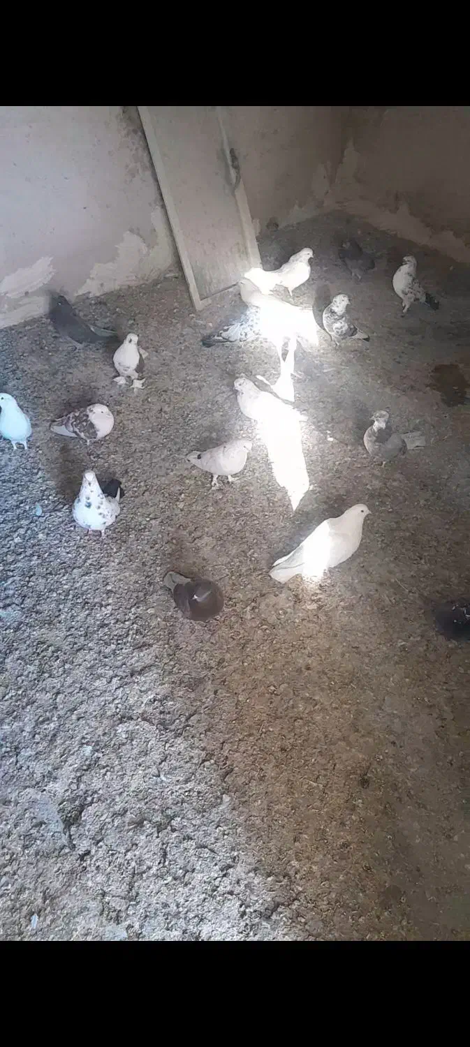 کبوتر|پرنده|رزن, |دیوار