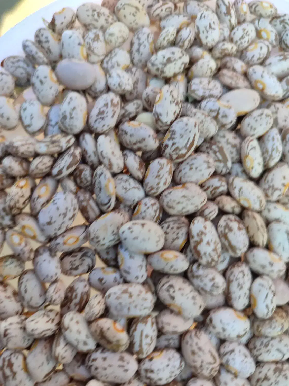 لوبیا چیتی درجه یک زود پز تمیز|خوردنی و آشامیدنی|فاضل آباد, |دیوار