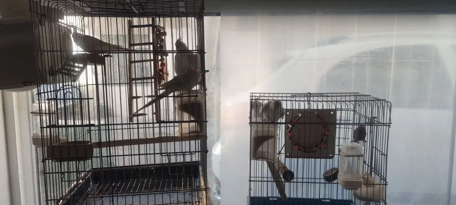 عروس هلندی آلبینو خالص|پرنده|کرج, حسینآباد|دیوار