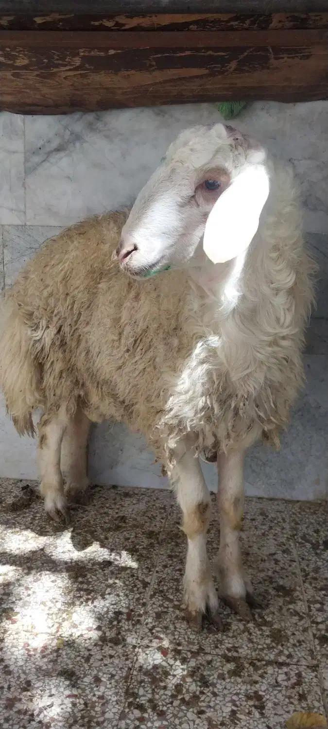 ذبح گوسفند زنده و گوسفند خونی|خدمات پذیرایی، مراسم|مشهد, انقلاب|دیوار