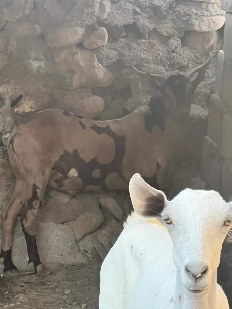 بز پچی نر و ماده فروشی|حیوانات مزرعه|خمیر, |دیوار