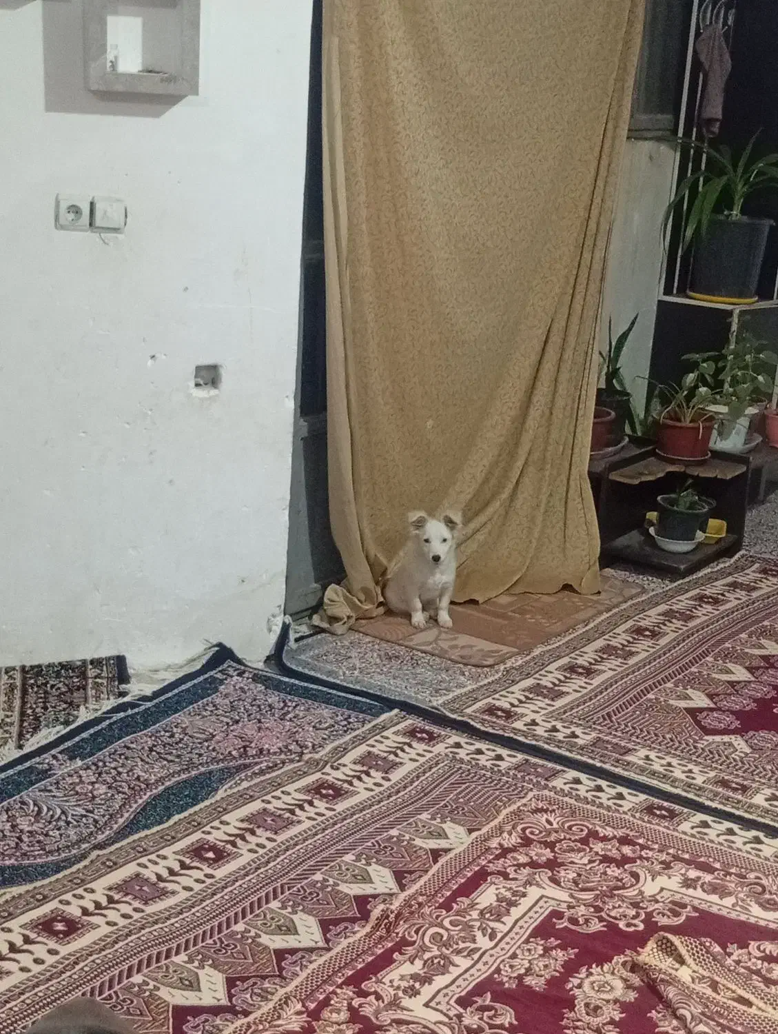 سگ نژاددار|سگ|کرمان, |دیوار