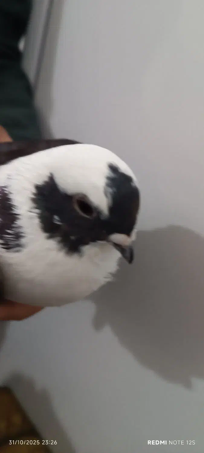 کبوترابلق|پرنده|اهواز, کوی رمضان|دیوار