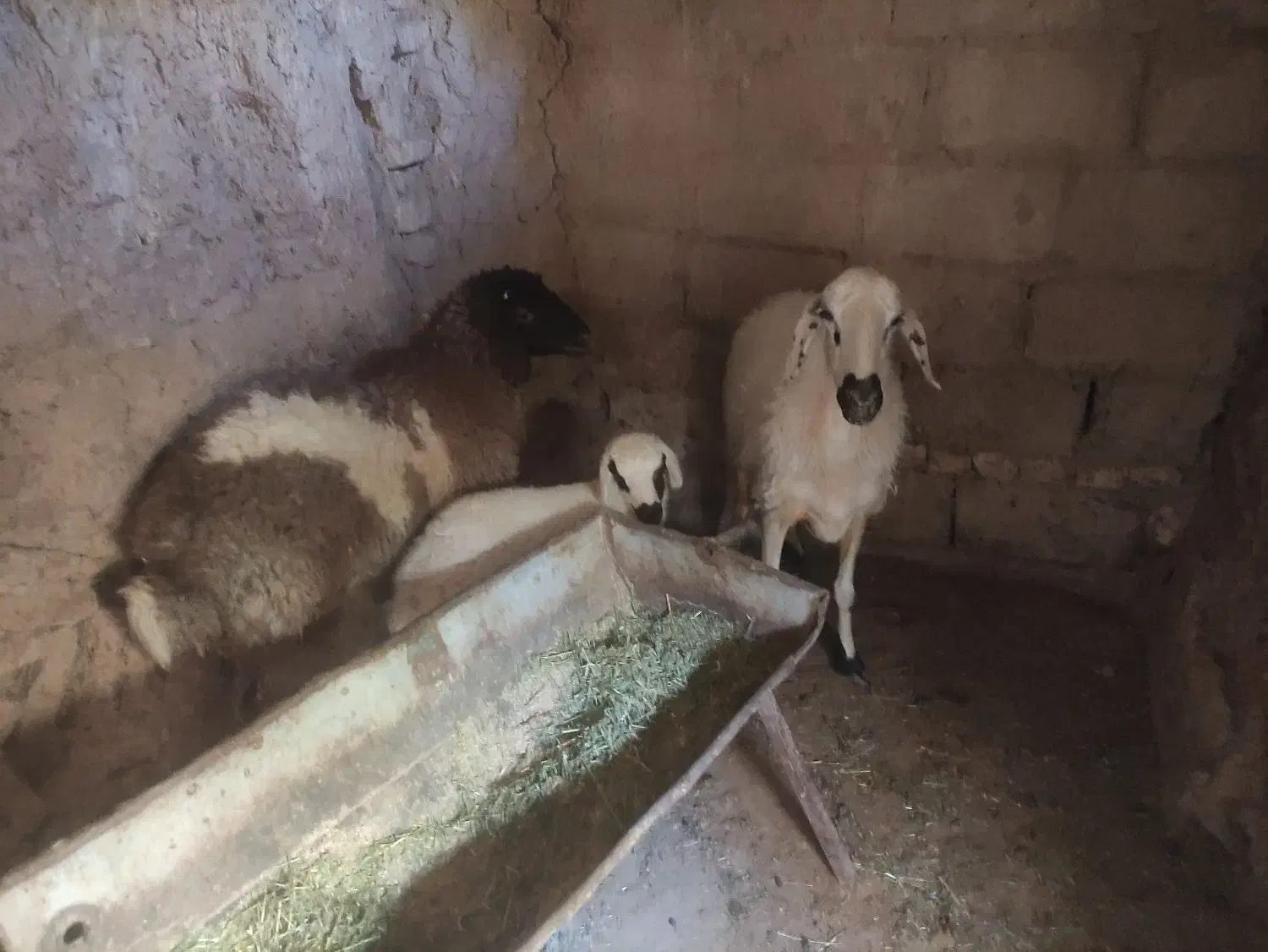 میش و بره نر|حیوانات مزرعه|مهریز, |دیوار