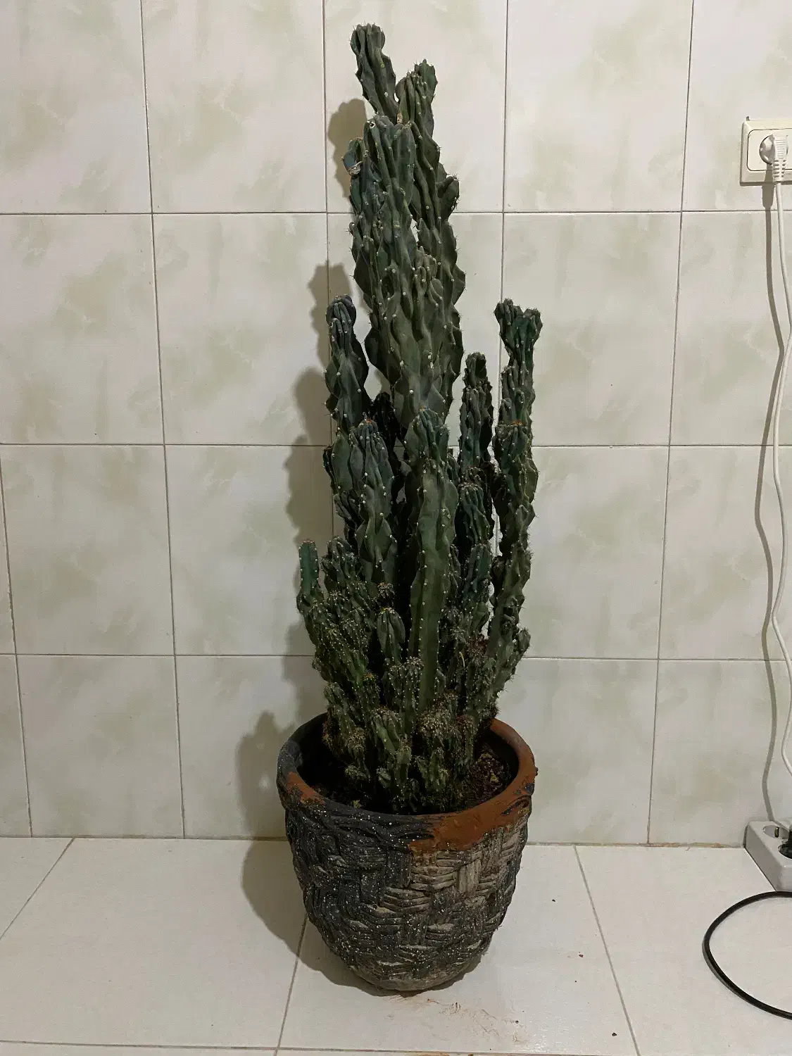 کاکتوس غول پیکر صخره ای|گل و گیاه طبیعی|هشتگرد, فاز ۱ مهستان|دیوار